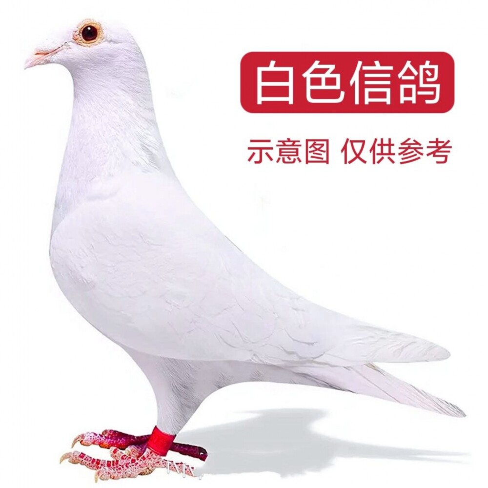 【白色信鸽】赛鸽吐尼尔血统鸽子