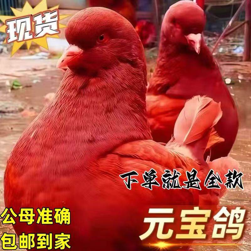 巨型纯种元宝鸽子活公母一对大体种鸽幼鸽观赏肉鸽宠物包下蛋包邮