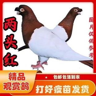 现货种鸽活体活物一对活体鸽幼鸽幼崽信鸽纯种观赏鸽两头红