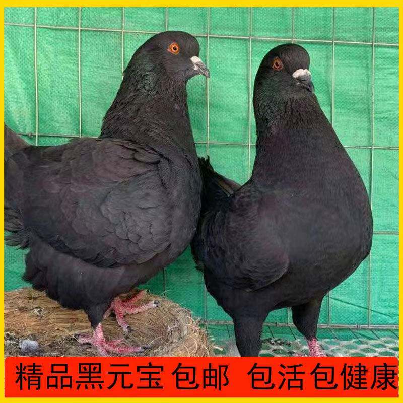 纯黑下蛋鸽幼鸽元宝鸽子超大体