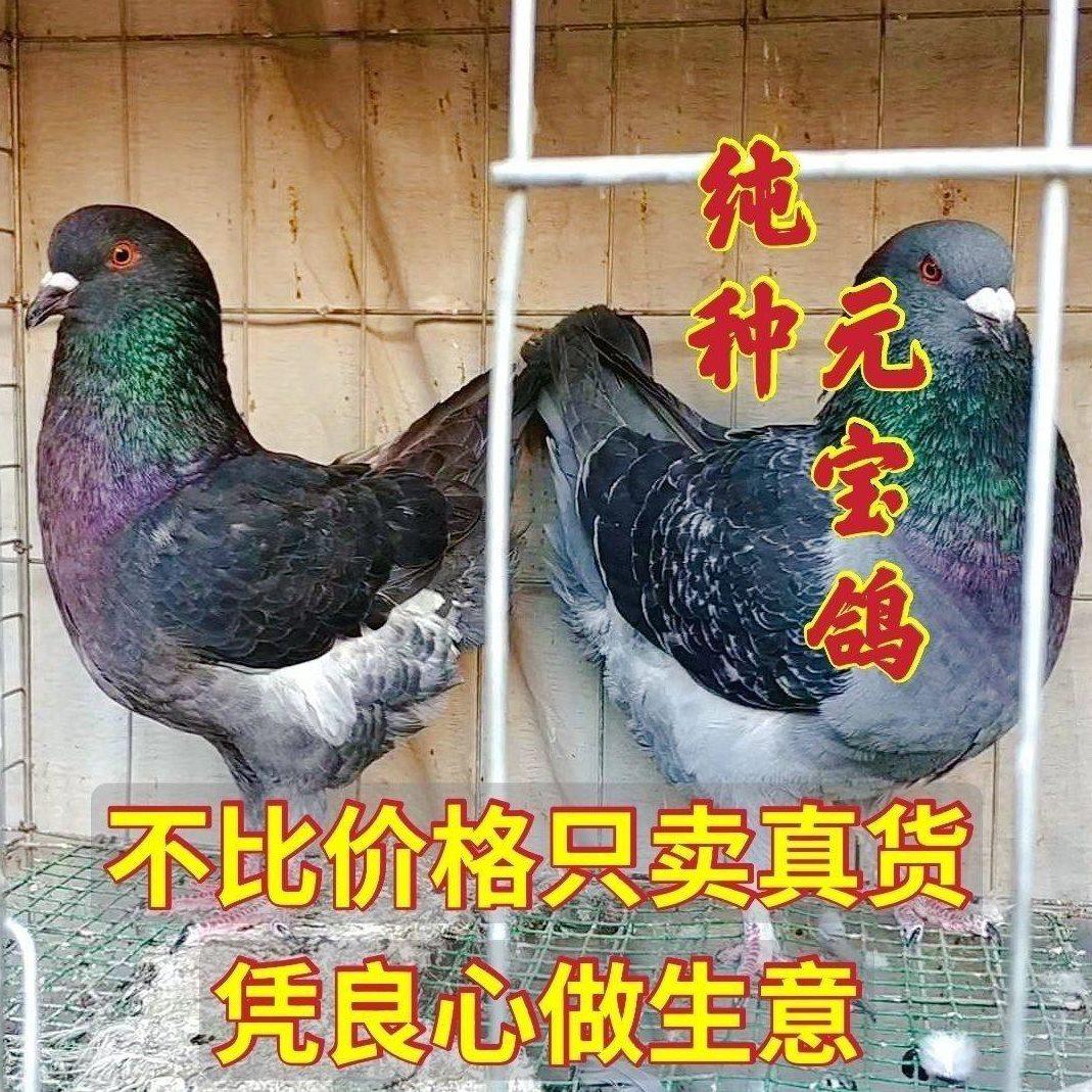 元宝鸽正宗元宝鸽大体元宝鸽公斤鸽观赏鸽种鸽一对活物纯种元宝鸽