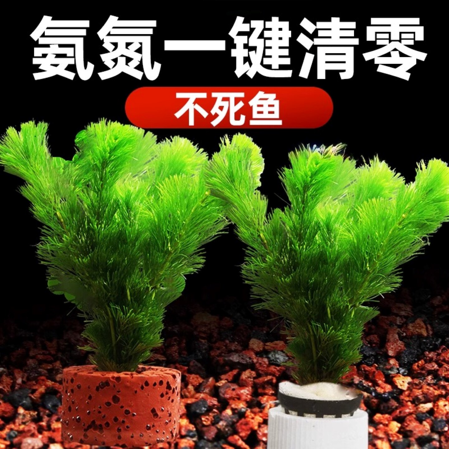 制氧水草增氧净水阴性活体真草植物鱼缸生态造景绿植装饰好养易活