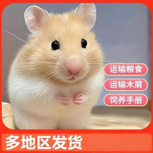 家养金丝熊仓鼠活物送笼子银狐布丁公婆小仓鼠活宠长毛金丝熊宠物