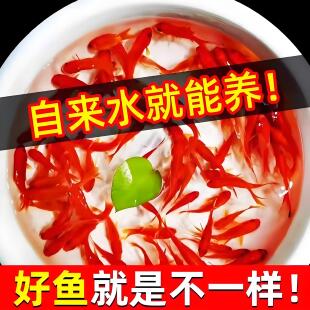 纯种凤尾大红草金鱼小锦鲤打氧淡水观赏鱼苗好养耐活自来水冷水鱼