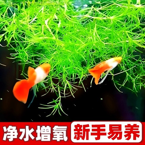 印度竹节草新手好养耐活养不死水草植物鱼缸装饰造景增氧净化水质