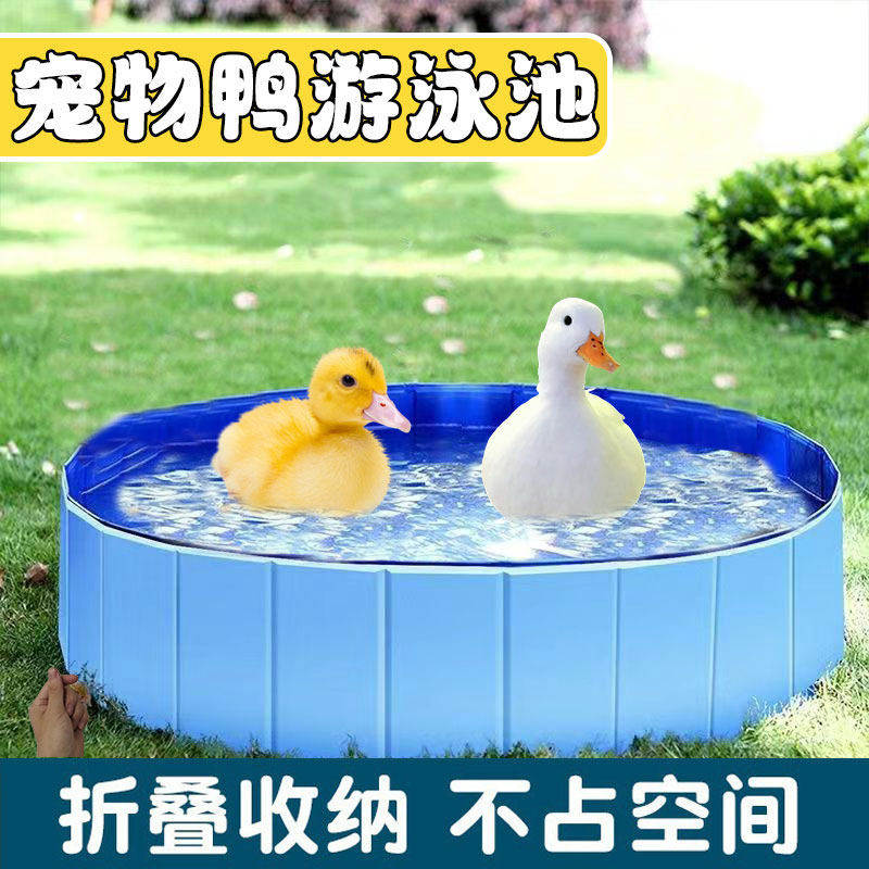 家用充气折叠柯尔鸭泳池小鸭洗澡游泳戏宠物玩耍便携专用沐浴水盆
