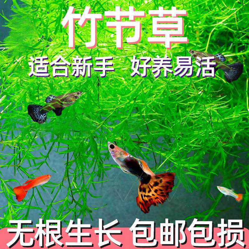 新手入门竹节草耐活淡水草缸鱼缸好养耐活易爆缸净化水质观赏水草