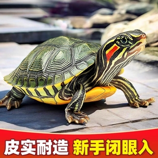 巴西龟观赏龟原生态好养耐活大绿色龟小彩龟红耳长寿宠物活体乌龟