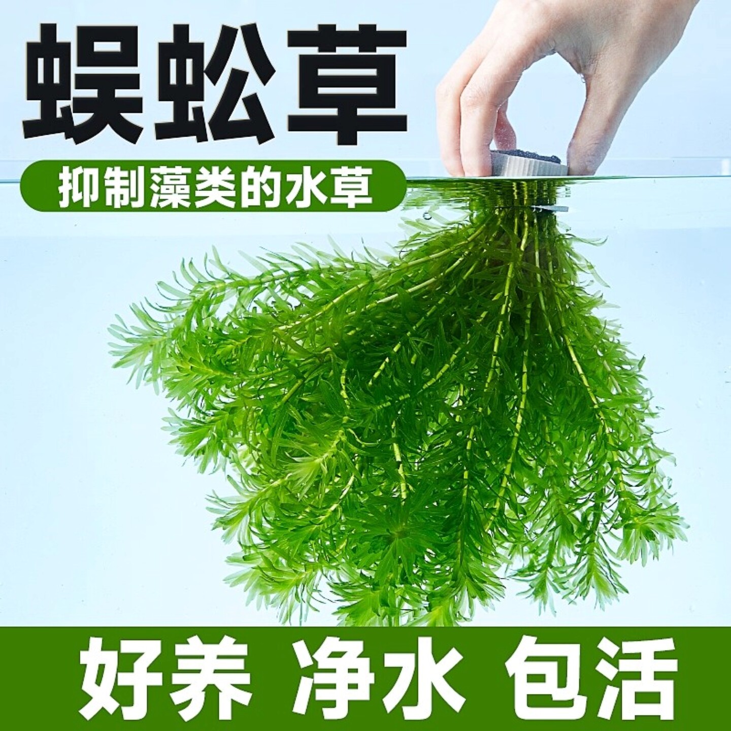 蜈蚣草水草植物养龟鱼缸造景鱼草缸净水绿植新手养鱼绿菊后景草缸