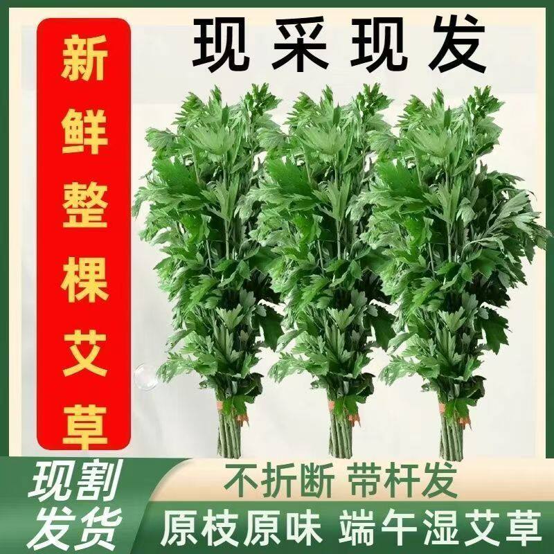 端午地道艾草叶整颗新鲜艾草驱虫