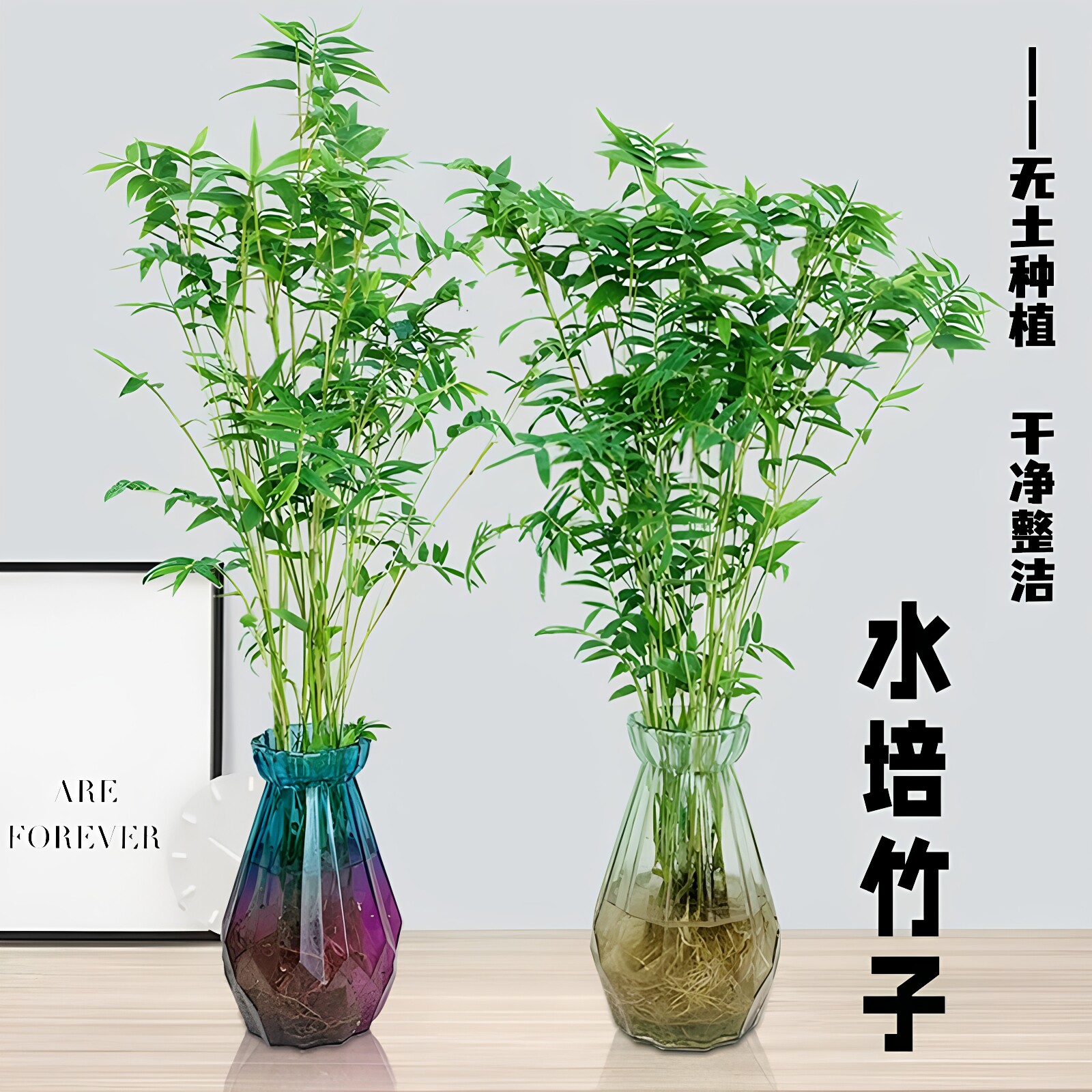 观音竹米竹水培苔藓球玻璃瓶懒人室内外桌面四季常青绿植盆栽好养
