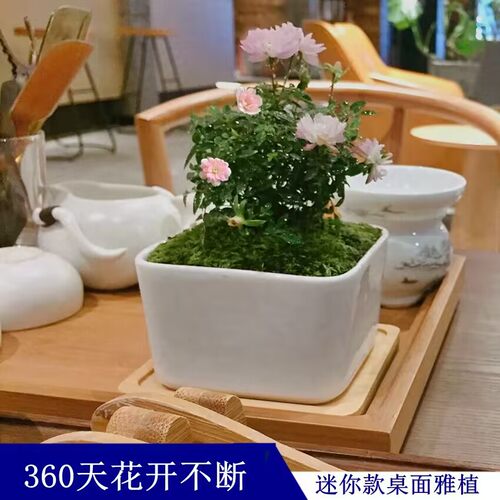 迷你小盆栽姬月季开花机器花期长