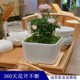 迷你小盆栽室内客厅茶桌面绿植超微型蔷薇玫瑰花卉盆景 姬乙女月季