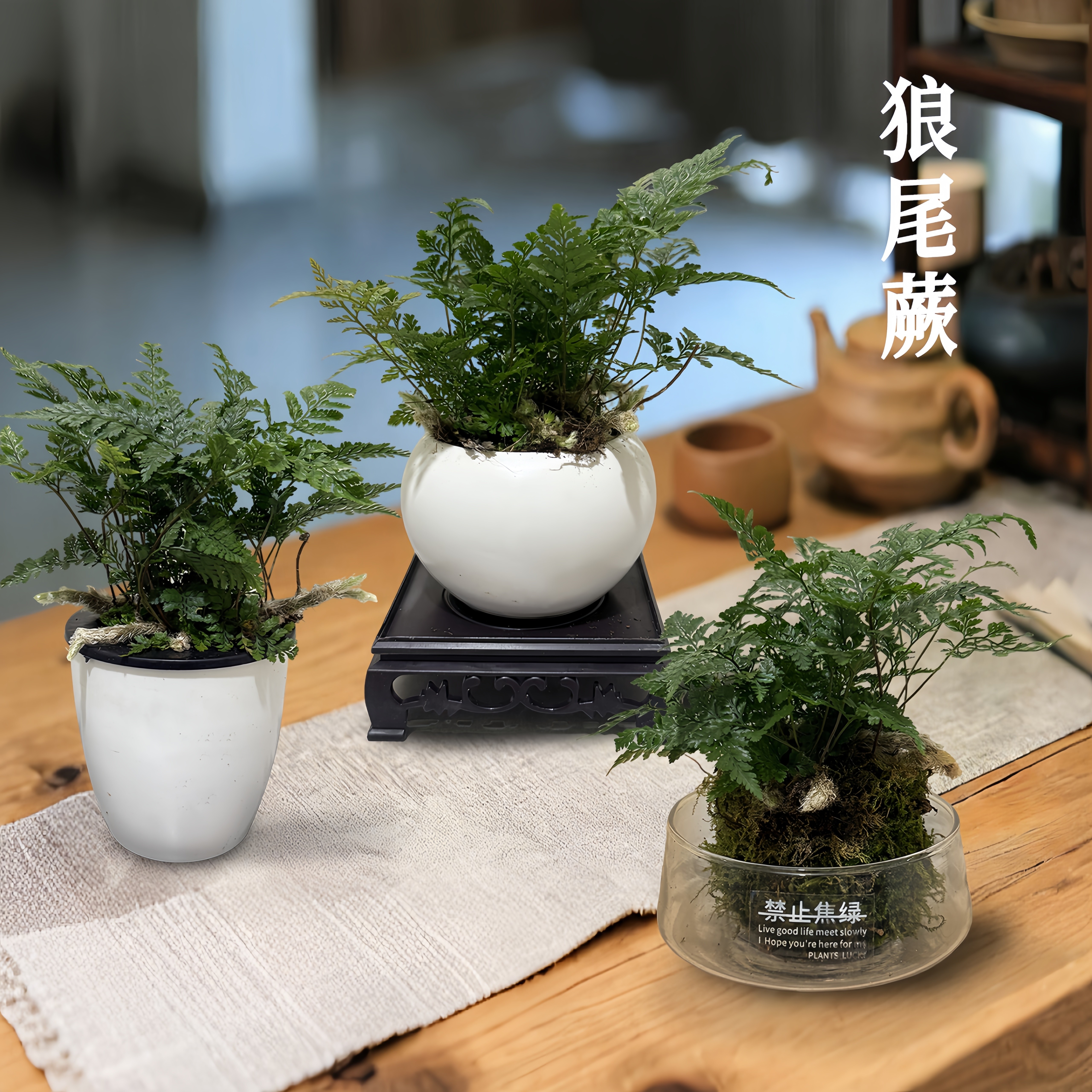 水培苔藓球狼尾蕨易养净化空气