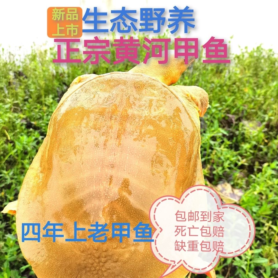 正宗黄河大甲鱼生态纯天然放养青黄背稻田散养食用鲜活王八水库鱼