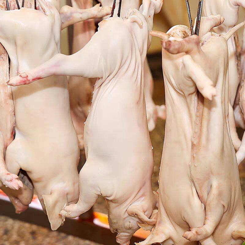 现杀整只精品新鲜乳猪烤乳猪餐饮生鲜食材3-50斤规格齐全极速发货