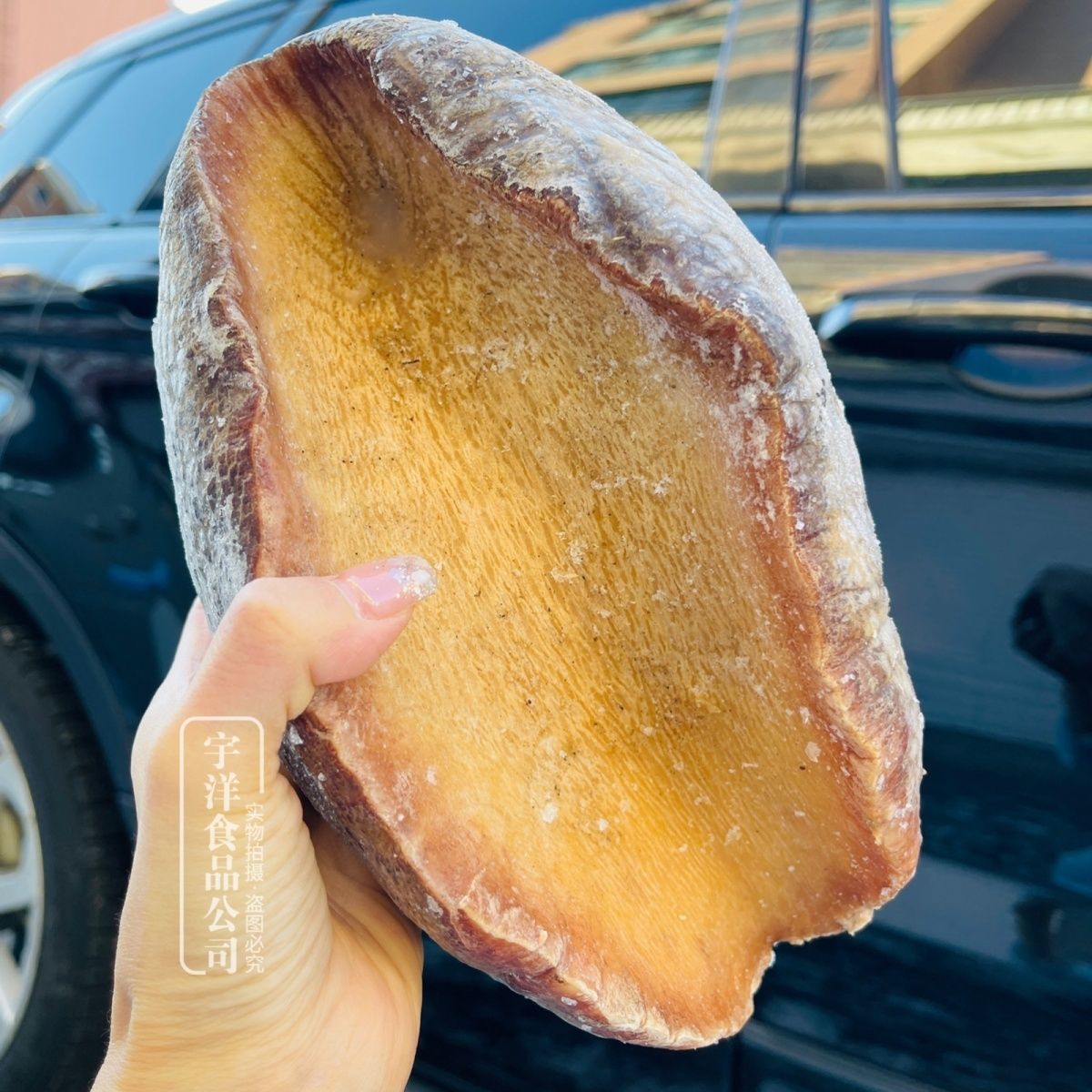 顺丰塞内加尔深海鲍罗一份2斤左右帝王鲍黄金鲍刺身火锅凉拌烧烤