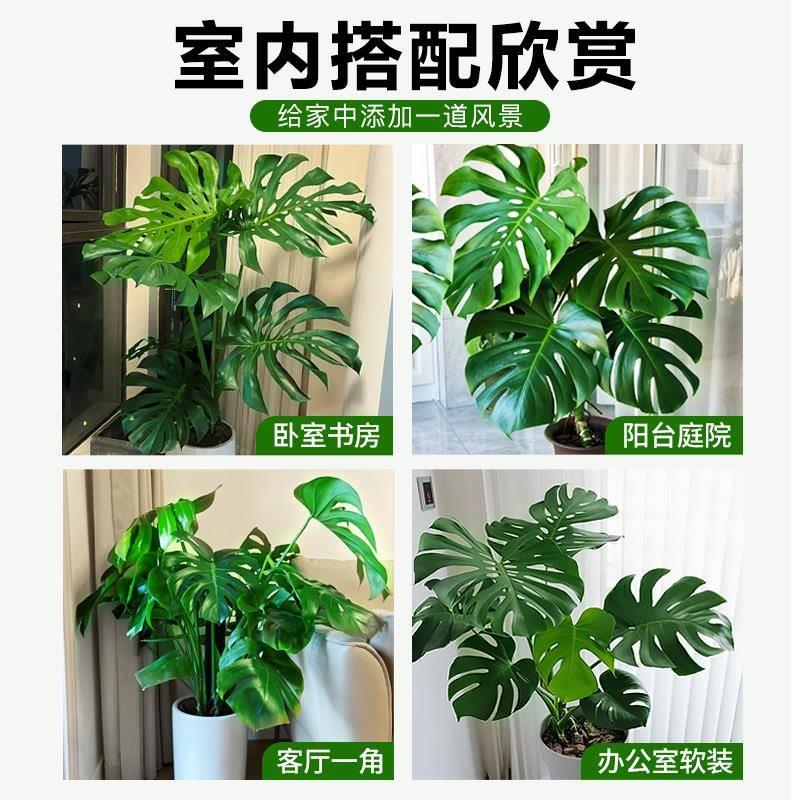 龟背竹植物室内客厅大盆栽落地绿植大型发财树大叶白锦老桩盆景