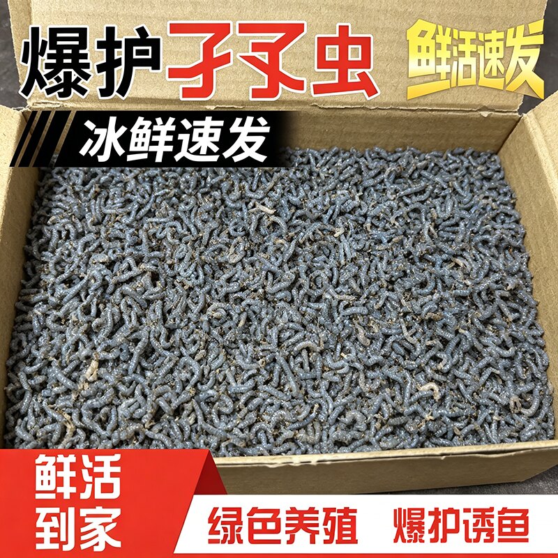 沙虫子蚊子幼虫爆护钓鱼活饵钓鱼钓黄辣丁鲫鱼鲤鱼饵料鲜活速食