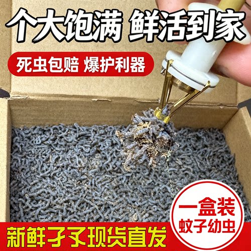 沙虫子活饵动物蛋白钓鱼垂钓沙虫子钓黄辣丁鲫鱼鲤鱼饵料鲜活速食