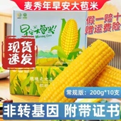 早安大苞米宝宝款 麦秀年10支新鲜东北黄糯玉米苞谷金玉棒非转基因