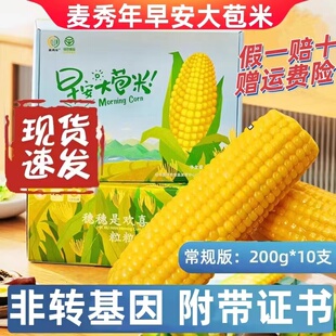 早安大苞米宝宝款麦秀年10支新鲜东北黄糯玉米苞谷金玉棒非转基因