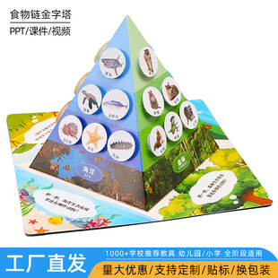 diy科技小制作科学实验食物链金字塔 儿童手工学生生物材料包套装