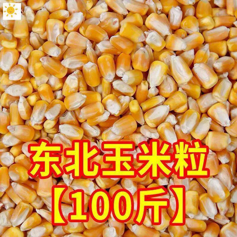 50玉米新鲜粒饲料颗粒鸡