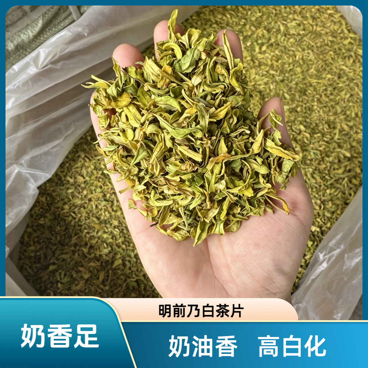 明前奶白茶片白叶二号奶香白茶片安吉原产26年新茶绿茶嫩芽口粮茶