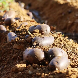 有机黑紫土豆5斤 有机认证无农残现挖先发马铃薯洋芋黑金刚花青素