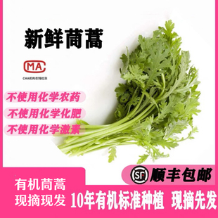 有机茼蒿3斤 现摘现发新鲜蔬菜绿色健康天然种植 有机认证无农残