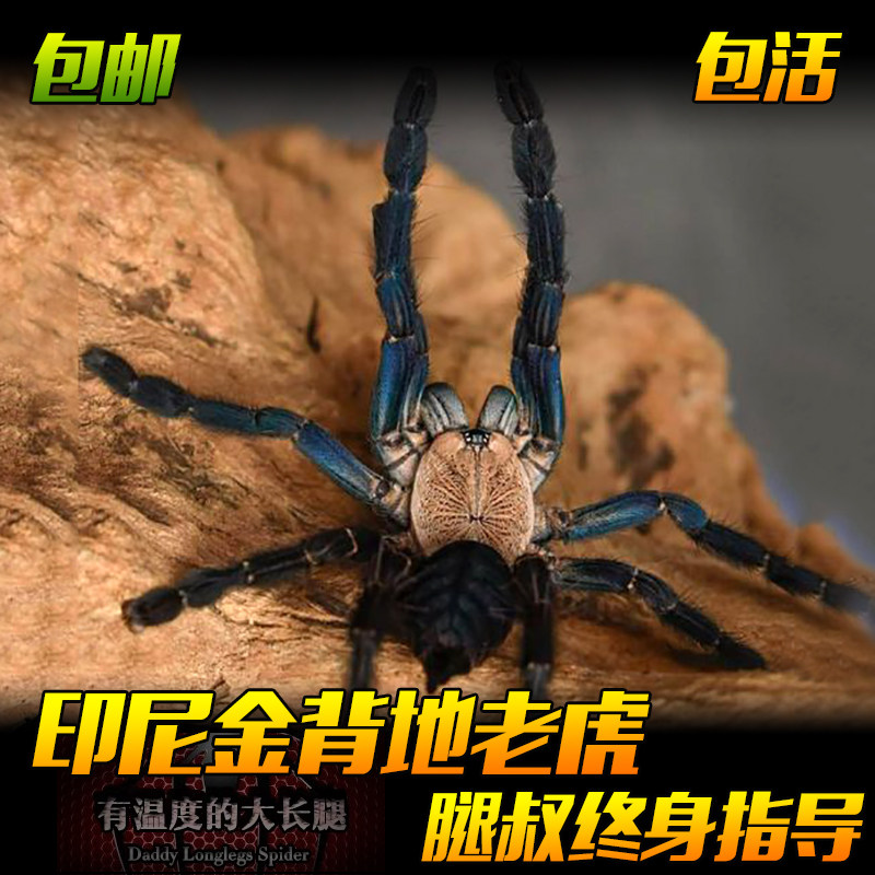 腿叔～印尼金背地老虎凶猛金色背甲爬行宠物蜘蛛活物树栖类捕鸟蛛