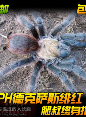 腿叔~Aph德克萨斯绯红食鸟捕鸟蛛Aphonopelma hentzi收藏级地栖