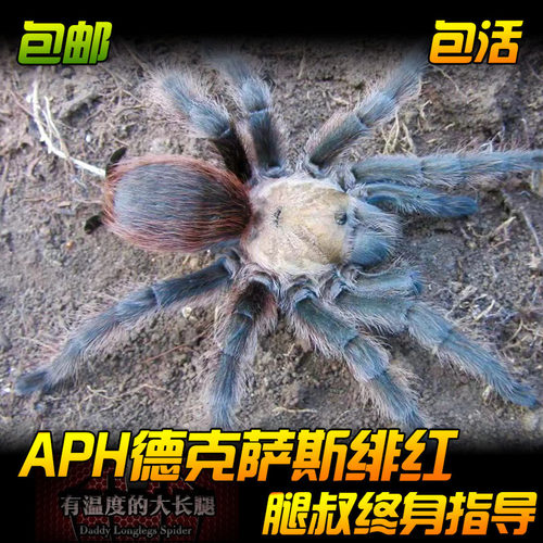 腿叔~Aph德克萨斯绯红食鸟捕鸟蛛Aphonopelma hentzi收藏级地栖