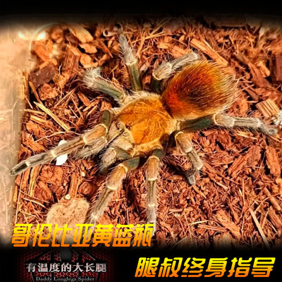 腿叔~哥伦比亚黄蓝瓶psedhapalopus sp. colombian宠物蜘蛛