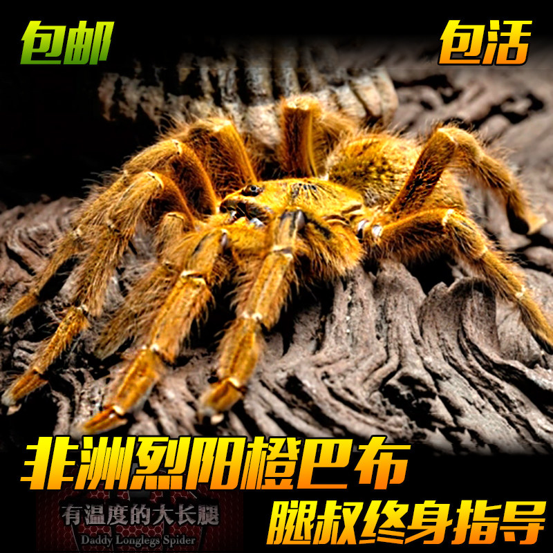 宠物蜘蛛大型爬行昆虫非洲巴布