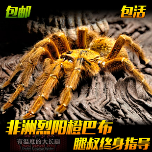 腿叔 宠物蜘蛛入门大型爬行昆虫非洲橙巴布捕鸟蛛米凶猛活体穴栖