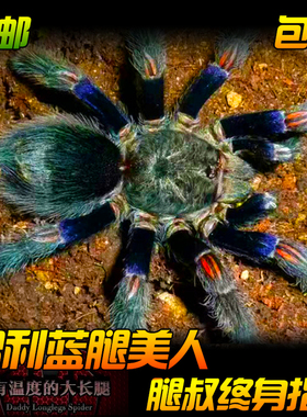 腿叔~智利蓝腿美人蜘蛛Euathlus truculentus blue稀有高端捕鸟蛛