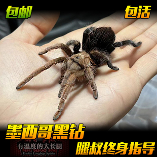 腿叔～APH新手入门墨西哥黑钻蜘蛛好养温顺稀有捕鸟蛛活体爬宠