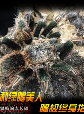 腿叔~智利绿腿美人Euathlus truculentus green高端稀有宠物蜘蛛