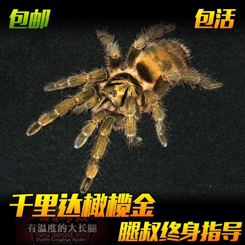 腿叔～千里达橄榄金原色金色宠物蜘蛛小型捕鸟蛛温顺好养无毒漂亮