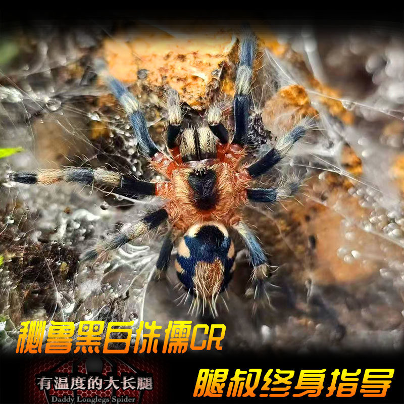 腿叔~秘鲁黑白侏儒Cyriocosmus ritae小型精致成体5CM宠物蜘蛛