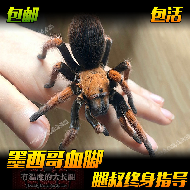 腿叔~新手入门墨西哥血脚蜘蛛红色温顺热门稀有捕鸟蛛活体爬宠