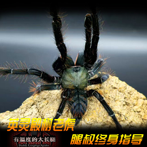 腿叔~【收藏级】英灵殿树老虎Omothymus valhalla墨绿色宠物蜘蛛