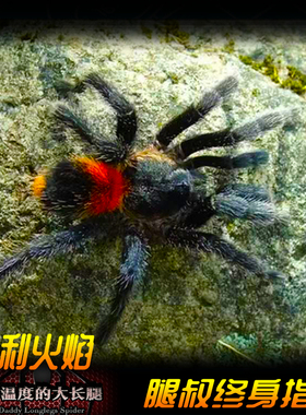 腿叔~智利火焰Homeomma chilensis稀有高端收藏级侏儒宠物蜘蛛
