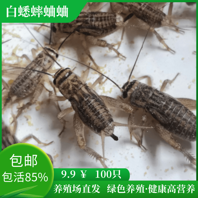 白蟋蟀蛐蛐活体饲料油葫芦针头守宫鬃狮树蛙龙鱼蜘蛛画眉爬宠食物-封面