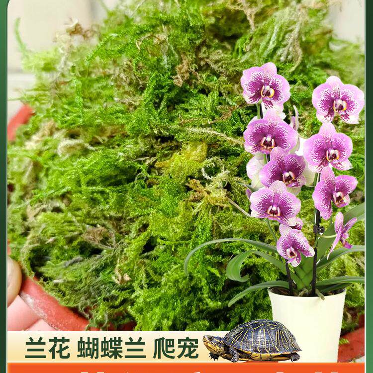 兰花专用优质干苔藓水苔蝴蝶兰无菌水苔纯天然园艺青苔爬宠乌垫材