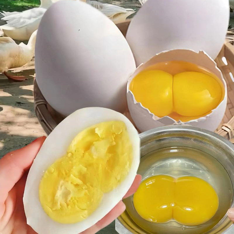 12枚装120-150克双黄大鹅蛋农家杂粮散养新鲜当天现捡现发生鹅蛋,水产肉类/新鲜蔬果/熟食,鸡蛋,淘宝优惠券,粉丝福利购,淘宝优惠卷