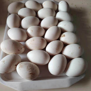 12枚装 150克双黄大鹅蛋农家杂粮散养新鲜当天现捡现发生鹅蛋 120