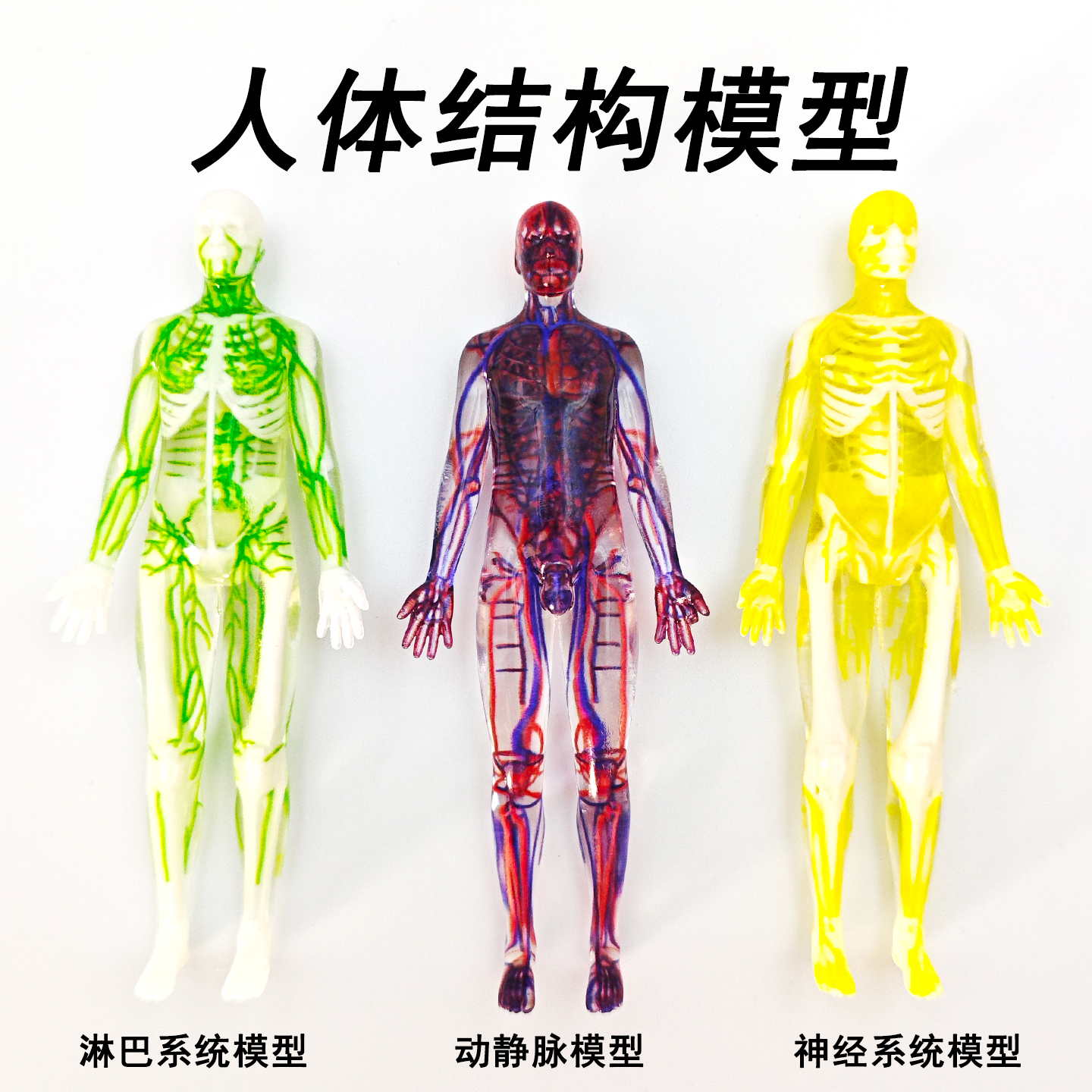 人体结构模型淋巴动静脉神经模型